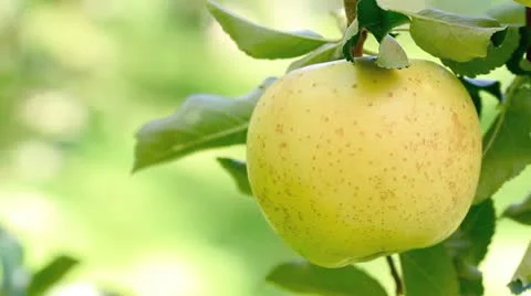 Yellow apple. Stock-Footage 12511241