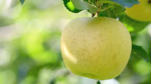 Yellow apple. Video stock 12511350