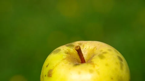 Yellow apple on a green background Stock Footage 41347863