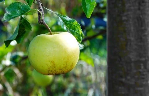 Yellow apple Stock Photos