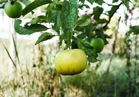 Yellow apple Stock Photos