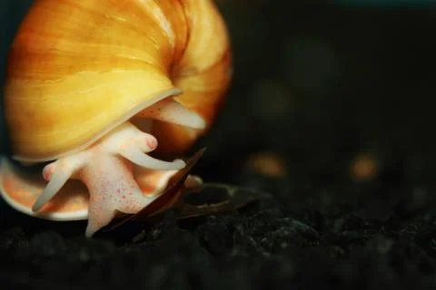 Yellow apple snail Stock Photos