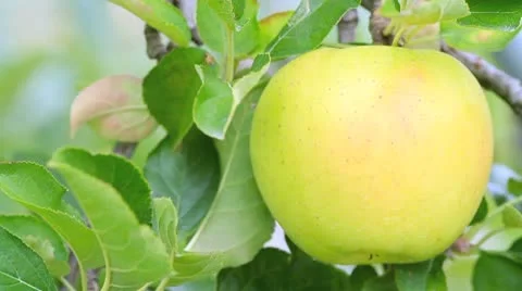 Yellow apple on tree. Stock Footage 8851671