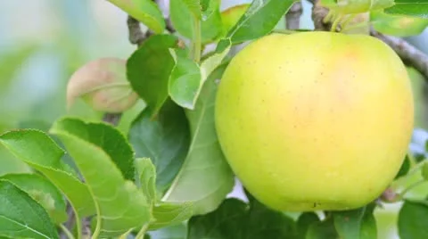 Yellow apple on tree. Stock Footage 8851681