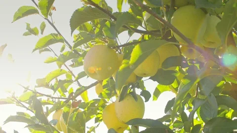 Yellow apples Stock Footage 95804509
