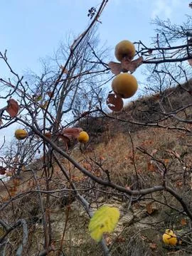 Yellow apples hanging on a tree without foliage. Turkey. Stock Photos