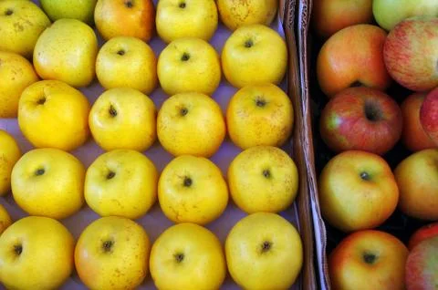 Yellow apples Stock Photos