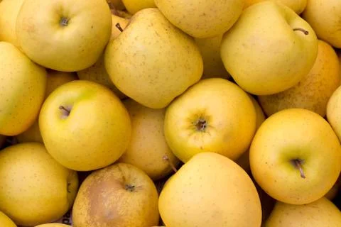 Yellow apples Stock Photos