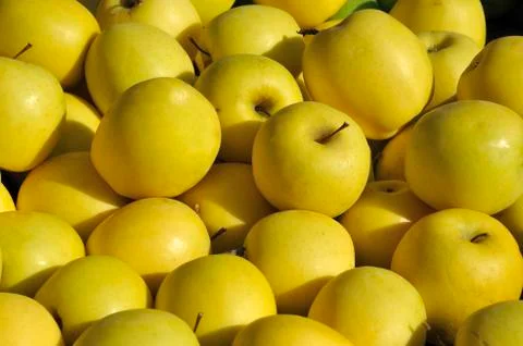 Yellow apples Stock Photos