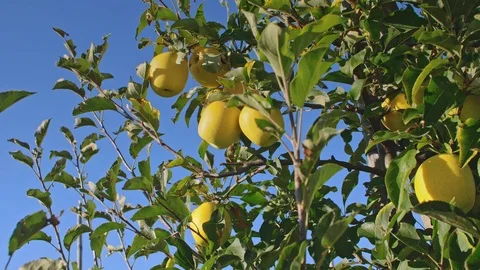 Yellow apples on tree Stock Footage 95805031
