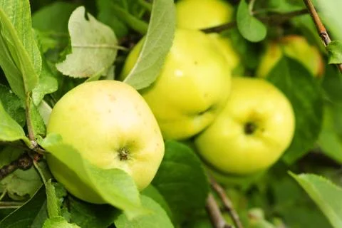 Yellow apples in tree Stock Photos