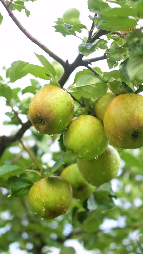 Yellow apples vertical close-up on apple tree on bright sunny rainy day. 스톡 동영상 290352414