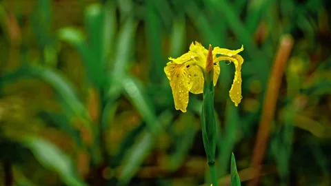 Yellow aquatic iris in dark background Video stock 246034045