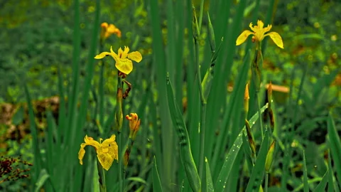 Yellow aquatic iris in dark background Stock Footage 246034213