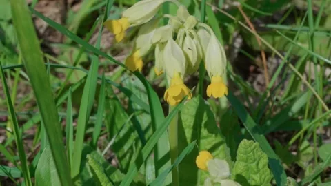 Yellow archangel Stock Footage 315218493