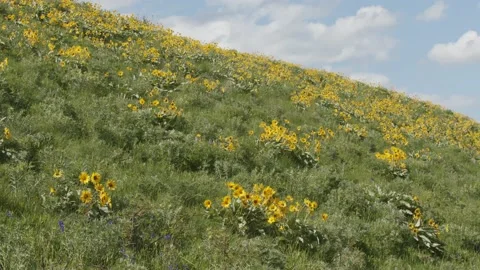 Yellow arrowleaf balsamroot on hill, pan/tilt to closeup 4k Video stock 151283152