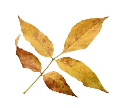 Yellow ash leaf on transparent background. Foto stock