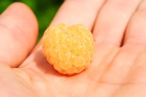 Yellow aspberry in a hand, closeup view. One Stock Photos