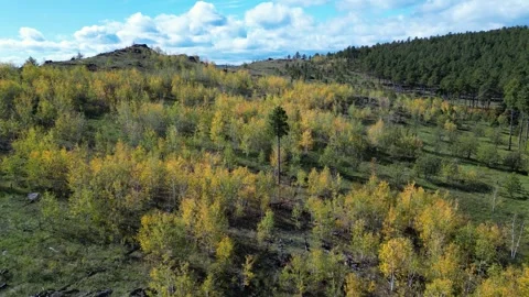 Yellow aspen in a breeze Stock Footage 297595044