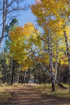 Yellow Aspen in the Fall. Stock Photos
