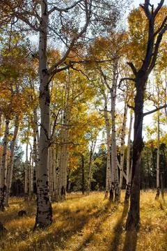 Yellow Aspen in the Fall. Stock Photos