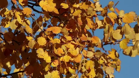 Yellow aspen foliage Stock Footage 103968026