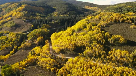 Yellow aspen forest in peak fall foliage at Crested Butte, Colorado, USA Stock-Footage 314764905