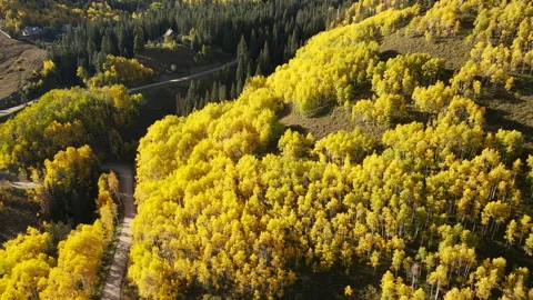 Yellow aspen forest in peak fall foliage at Crested Butte, Colorado, USA 스톡 동영상 314765063
