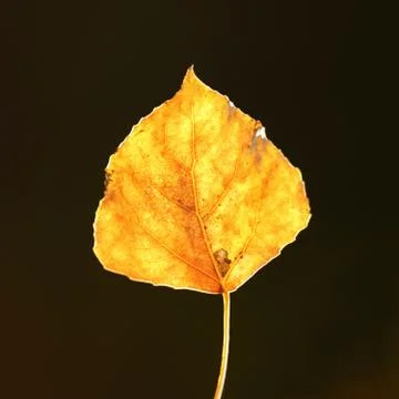 Yellow Aspen Leaf Up Close Stock Photos