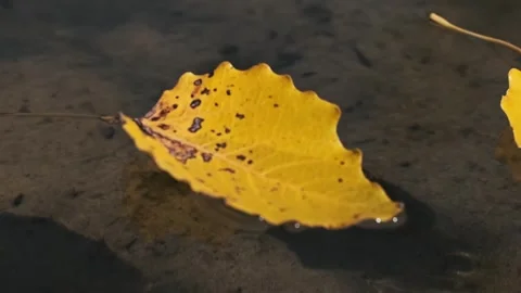 Yellow Aspen Leaf Drifting Video stock 284771354