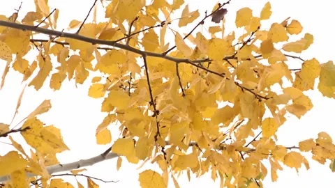 Yellow aspen leaves in the wind Stock Footage 260342276