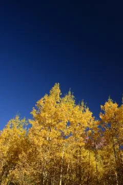 Yellow aspen Stock Photos