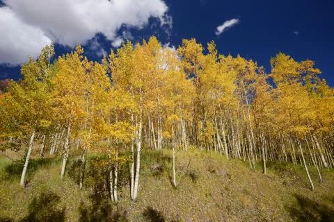Yellow aspen Stock Photos