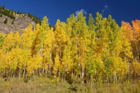 Yellow aspen Stock Photos