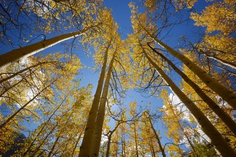 Yellow aspen Stock Photos
