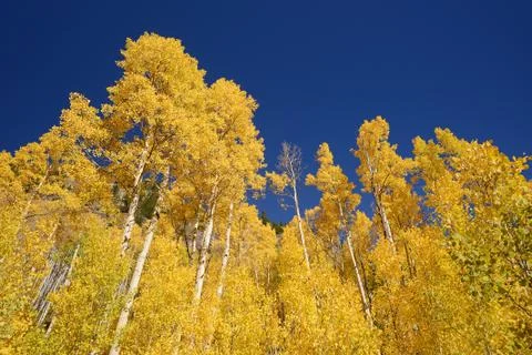 Yellow aspen Stock Photos