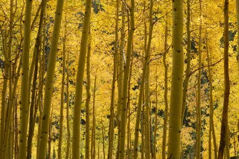 Yellow aspen Stock Photos