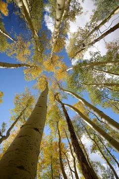 Yellow aspen Stock Photos