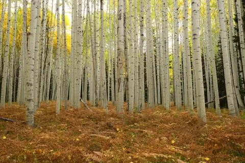 Yellow aspen Stock Photos