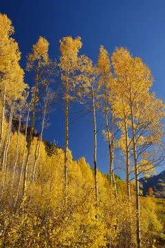 Yellow aspen Stock Photos