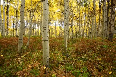 Yellow aspen Stock Photos