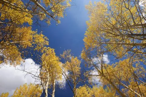 Yellow aspen Stock Photos