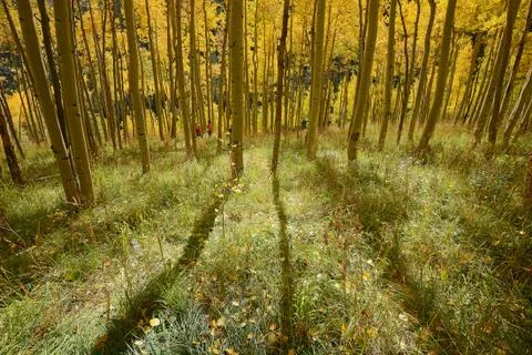 Yellow aspen Stock Photos