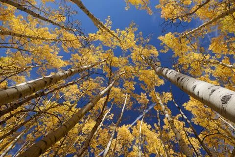 Yellow aspen Stock Photos