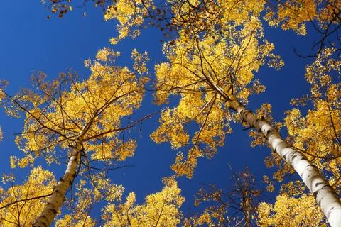 Yellow aspen Stock Photos
