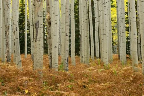 Yellow aspen Stock Photos