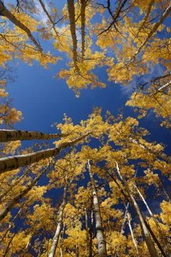 Yellow aspen Stock Photos