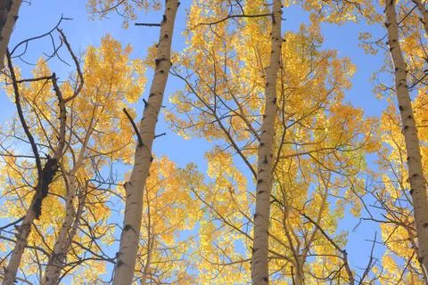 Yellow aspen Stock Photos