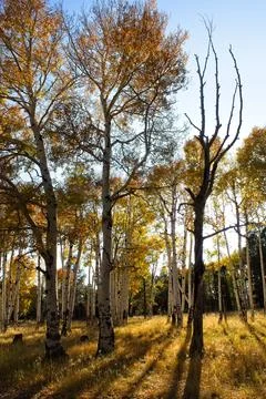 Yellow Aspens in the Fall casting long shadows, Flagstaff, Arizona. Stock Photos