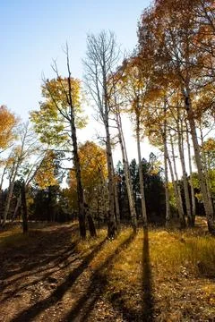 Yellow Aspens in the Fall casting long shadows, Flagstaff, Arizona. Stock Photos